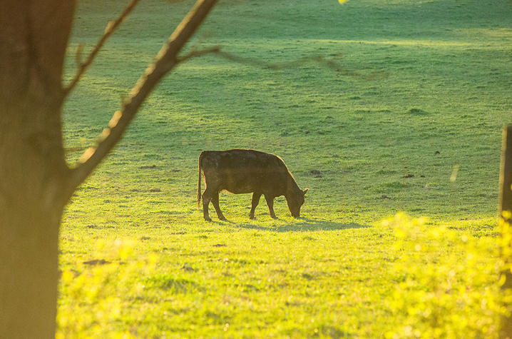 Beef cattle grazing in Kentucky