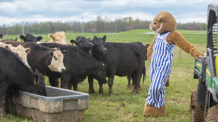 The UK wildcat mascot standing in a field with cattle