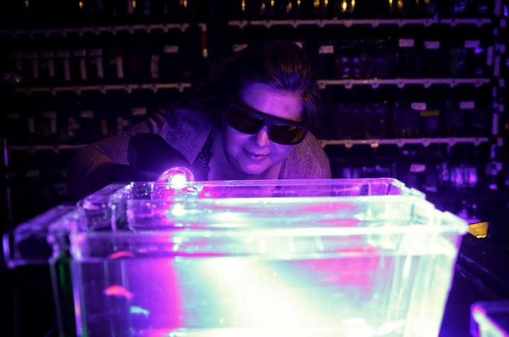 Jessica Blackburn using a blacklight in the dark to examine a zebrafish