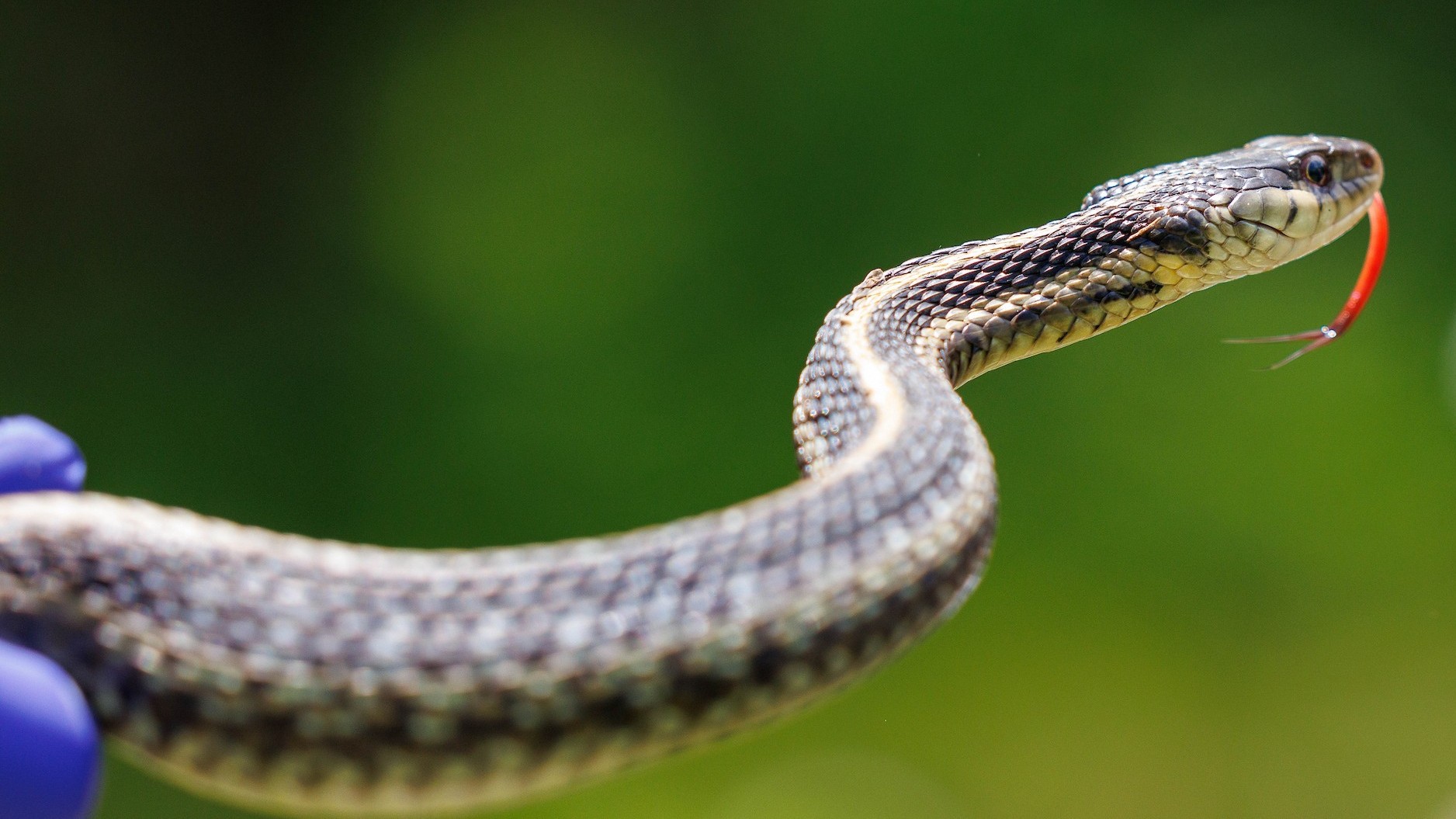 snake