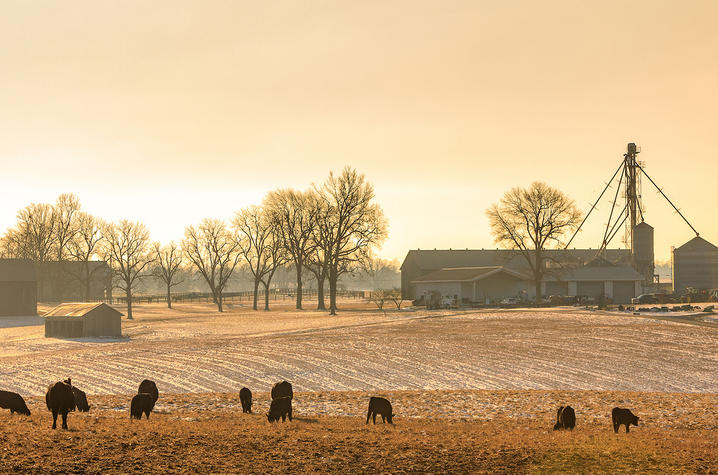 cows grazing in a field with a barn in the background