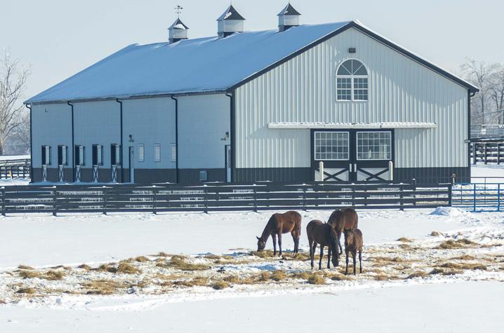 four horses grazing on hay in a snow-covered field in front of a horse barn
