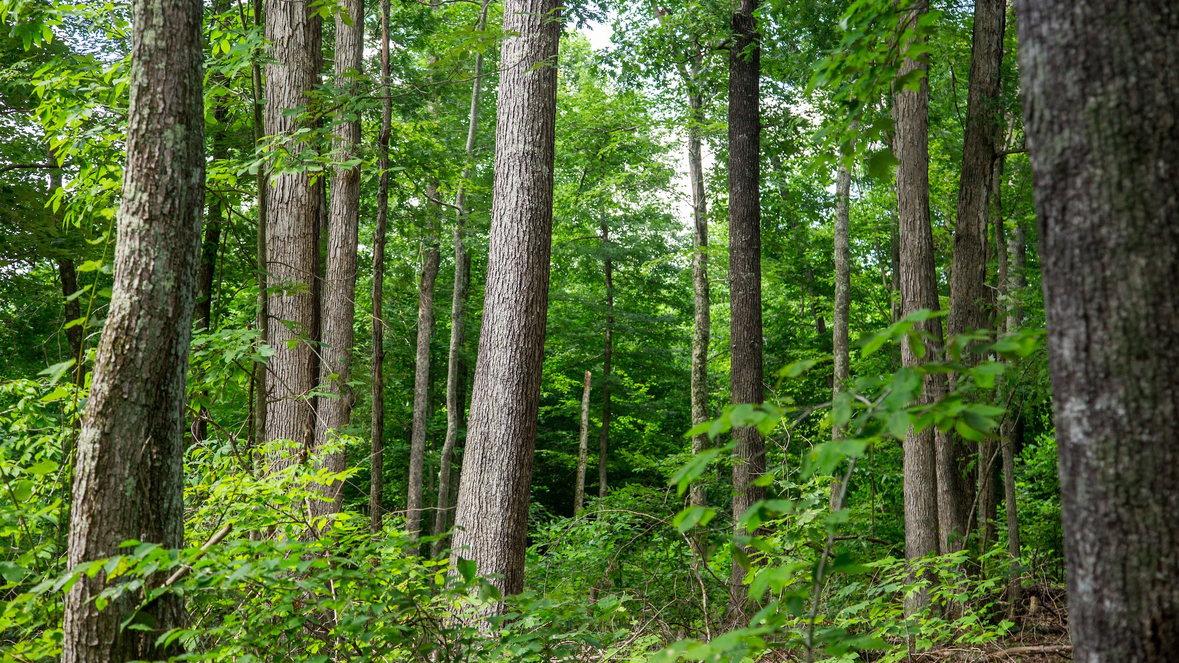 white oak trees in a wooded area