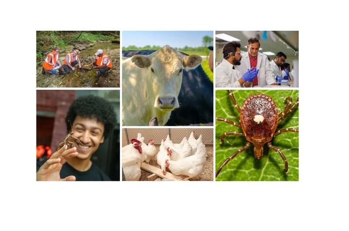 a collage of photos showing researchers in the field, lab and with animals