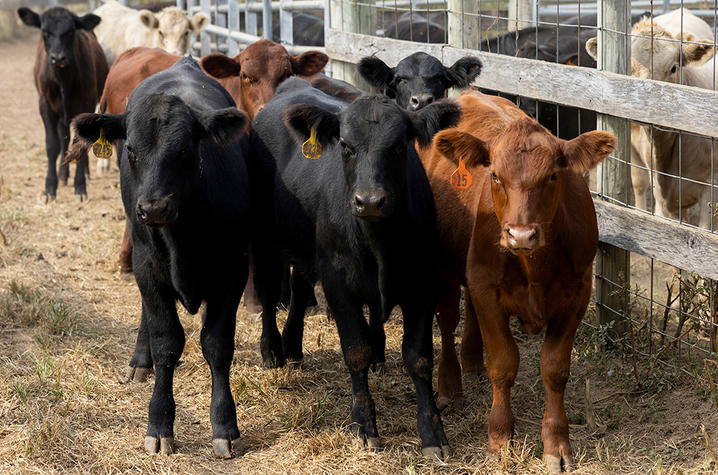 calves standing in a pen