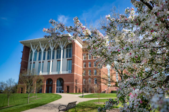 Spring tree blossoms in front of William T. Young Library