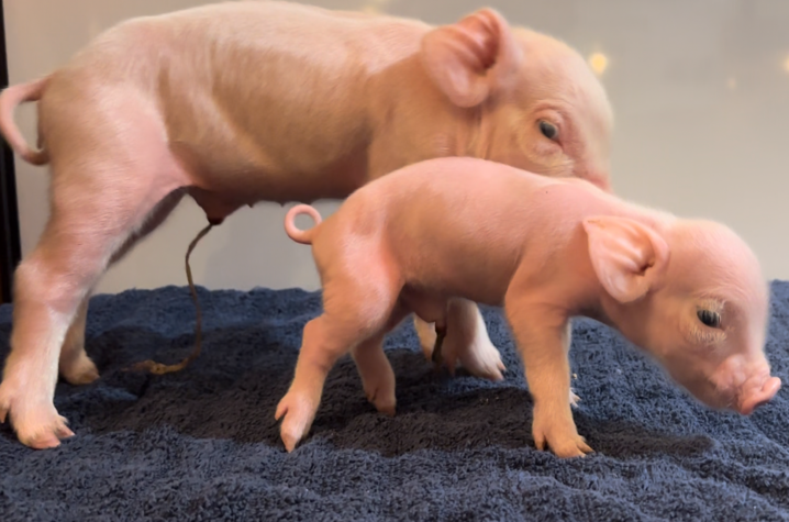 two piglets