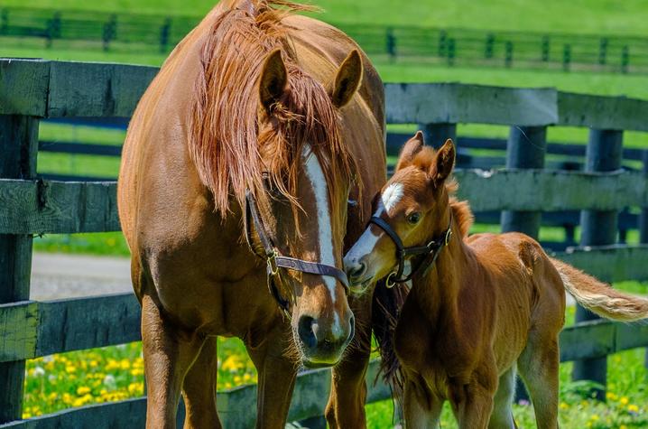 a mare and foal graze near a black fence