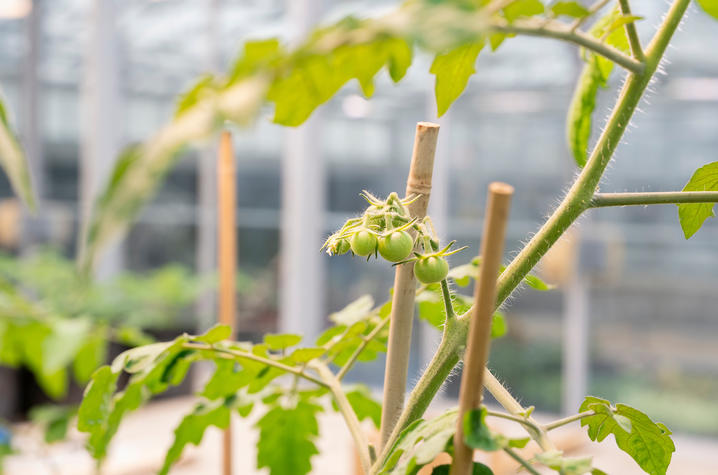 Close-up of a tomato plant growing in a greenhouse, with a cluster of small unripe green tomatoes hanging from the vine. 