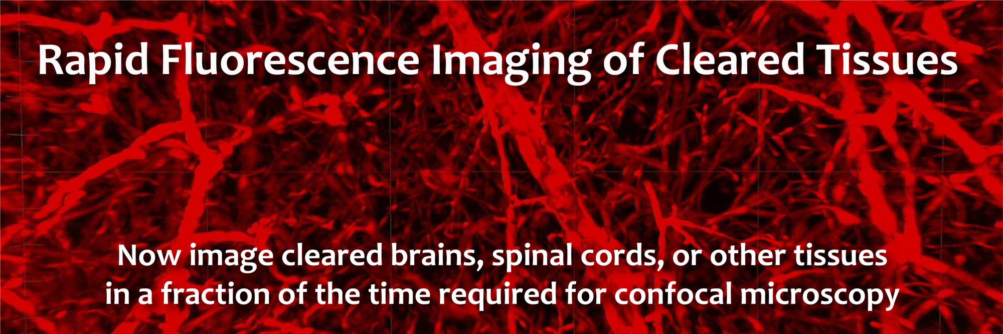 A red image of microscopic tissue with the words "Rapid Fluorescence of Cleared Tissues" 