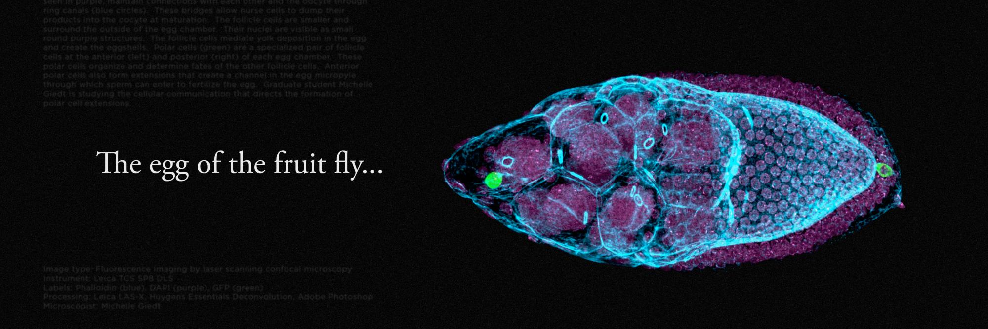 a fluorescent image of a fruit fly egg 