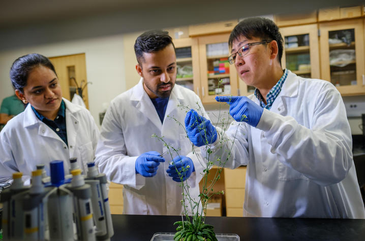 Three people wearing white lab coats and blue gloves examine a flowering plant on a laboratory workbench. One person gestures toward a stem while the others observe closely. Laboratory cabinets and scientific equipment are visible in the background.