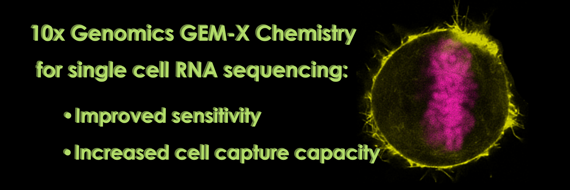 "10x Genomics GEM-X Chemistry for single cell RNA sequencing"