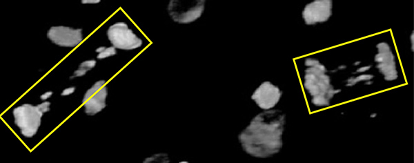 a black and white image of lamprey dna, two areas are highlighted by a yellow box