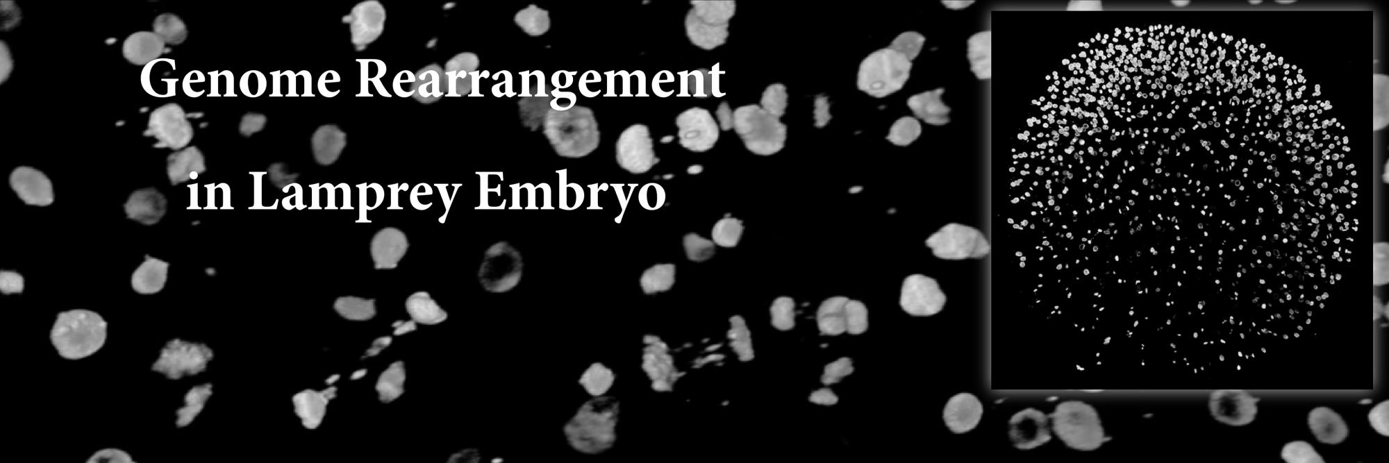 A banner that reads "Genome Rearrangement in Lamprey Embryo" with a black and white cell image