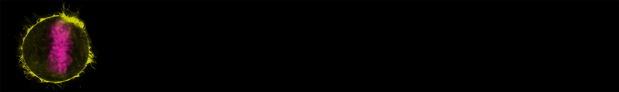 phalloidin cell image on a black banner