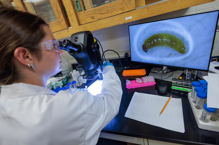 Person wearing safety glasses and a lab coat examines a specimen under a microscope at a laboratory workstation. A monitor displays a magnified image of a green insect larva.