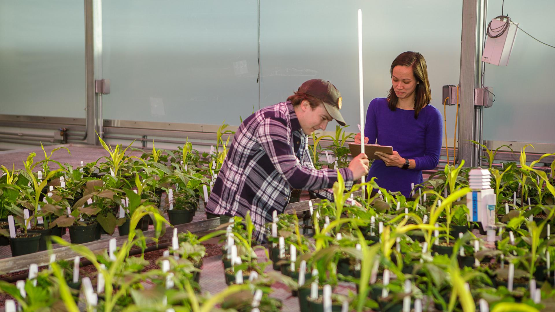 Researchers measuring hydroponic lettuce varieties in the greenhouse at the UK Horticulture Research Farm.