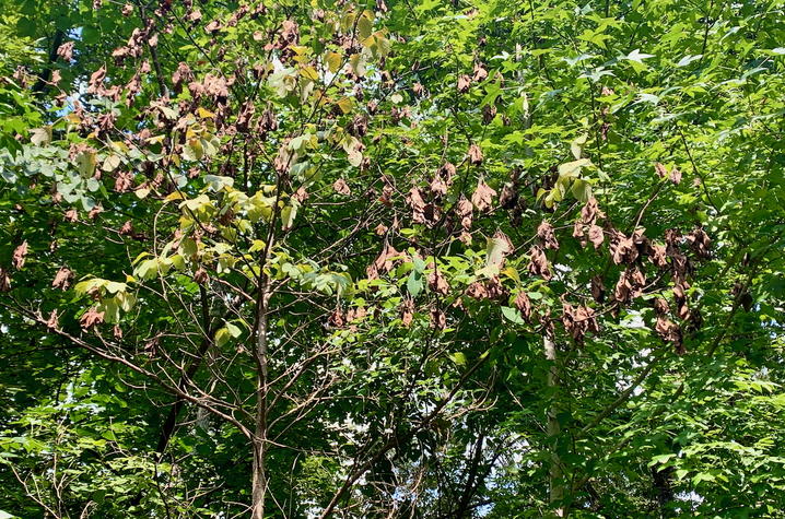 Sassafras tree with brown, wilted leaves growing in a forest 