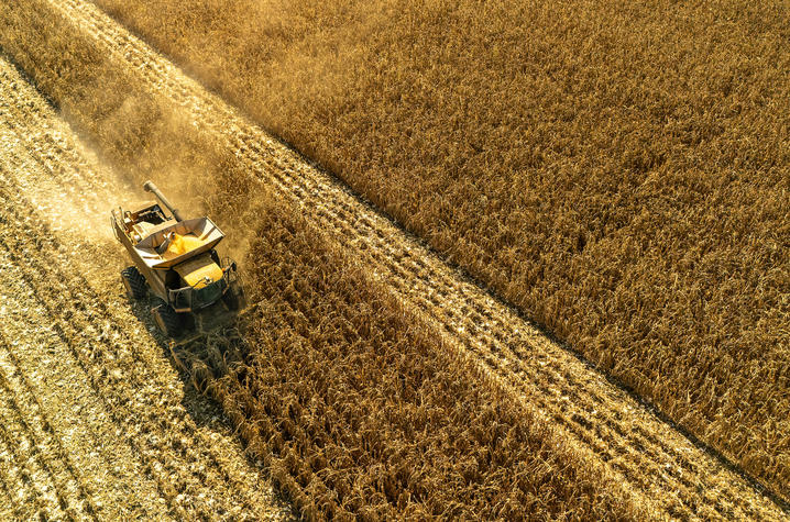 Aerial view of a combine harvester harvesting a large golden cornfield. The machine moves through rows of mature corn, leaving harvested strips behind while a cloud of dust trails in its wake under bright sunlight.