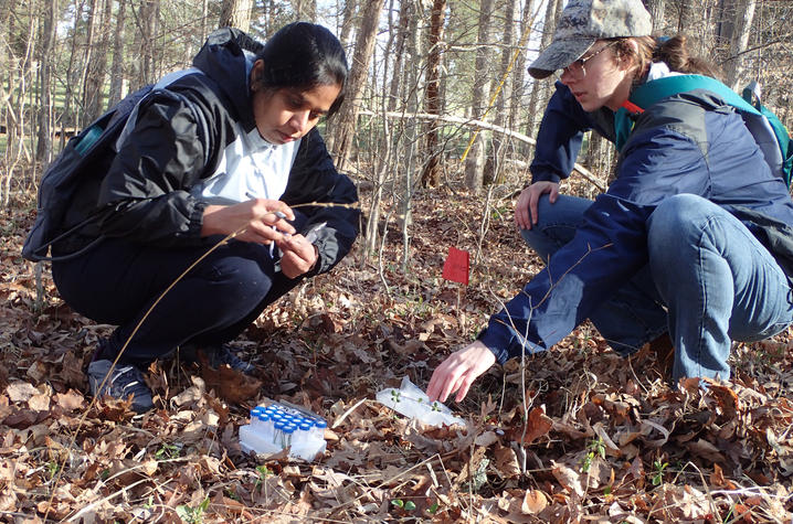 Two people crouch on a leaf-covered forest floor collecting plant samples during field research. One person holds a small specimen bag while the other reaches toward a cluster of low-growing plants. 