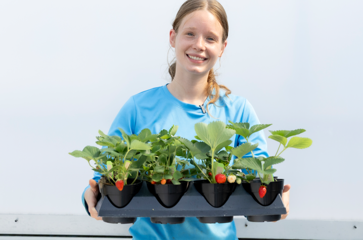A person in a light blue shirt holds a tray of potted strawberry plants with green leaves and several ripening strawberries. The plants are displayed in black containers against a plain light-colored background.