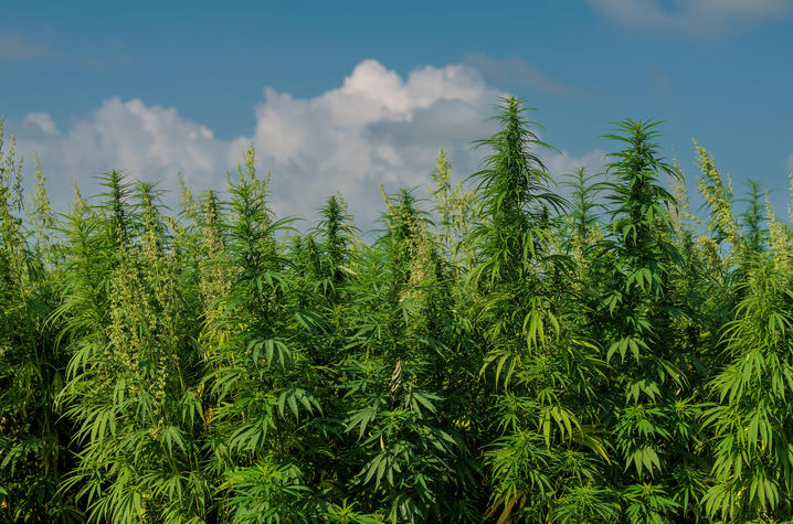 Field of mature hemp plants growing outdoors under a bright blue sky with large white clouds. Tall green stalks with narrow leaves and flowering tops fill the foreground and extend across the landscape.