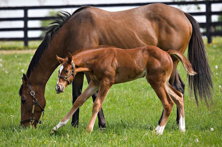 A brown mare grazes in a green pasture as a chestnut foal with a white facial marking and white lower legs walks alongside. A black wooden fence and leafy trees are visible in the background.