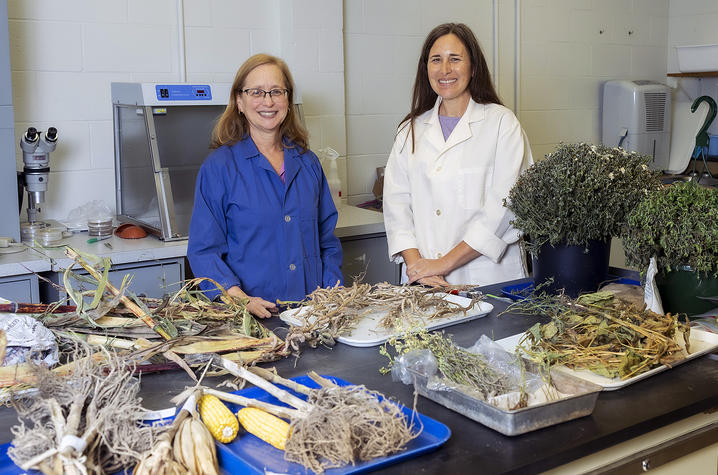 Two researchers in lab coats stand behind a laboratory worktable covered with dried plant samples, roots, stems, leaves and ears of corn. Buckets of harvested herbs and trays of plant material are arranged across the table.
