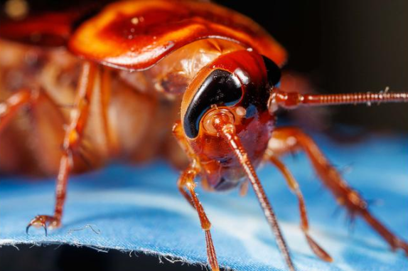 Extreme close-up of a reddish-brown cockroach showing detailed head features, including large dark eyes, long antennae, and segmented legs. The insect is positioned on a blue fabric surface.