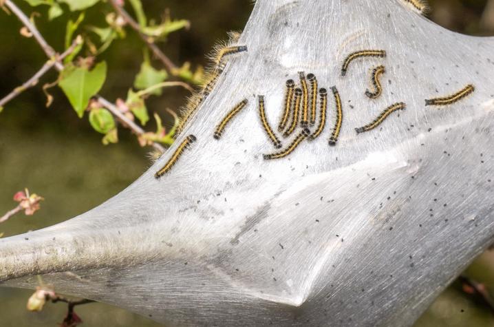 Eastern tent caterpillar nest