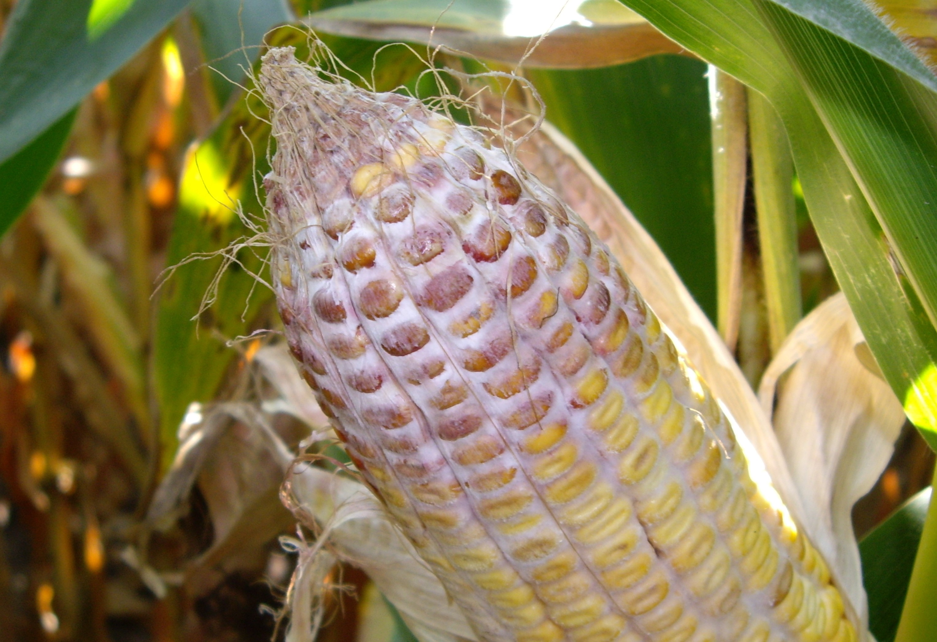 Corn%20Fusarium_AlisonRobertson.jpg