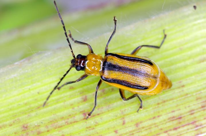Corn%20Rootworm_AdobeStock.jpeg