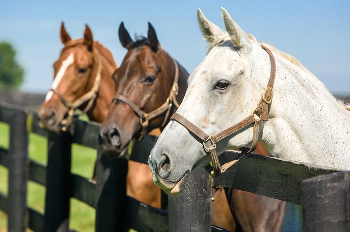 Horses2_MB.jpg
