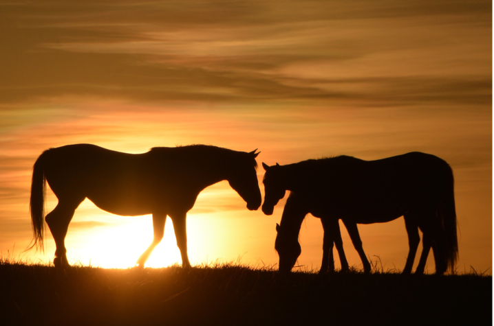 horses.png