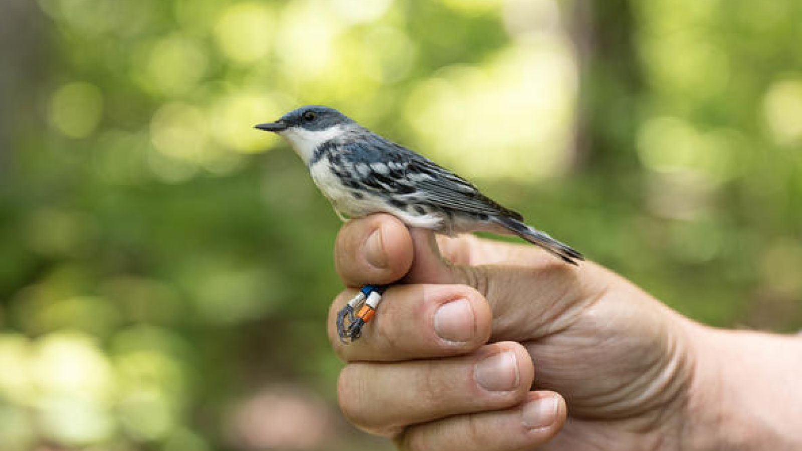 UK researcher helps AI learn a bird’s individual song | UK Research