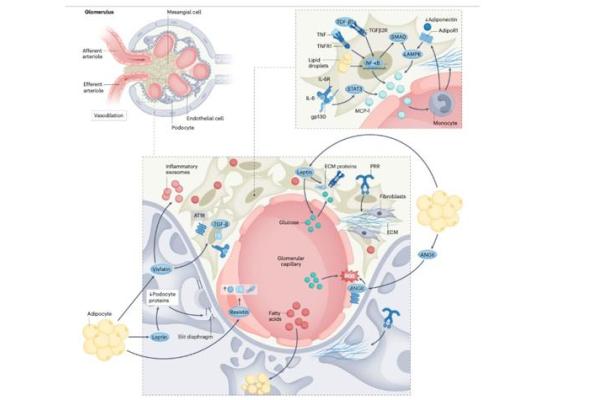 Anatomical and functional effects of obesity on the glomerulus.
