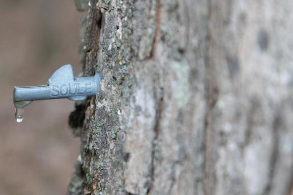 tree with a tap in it