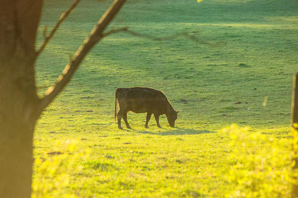 Beef cattle grazing in Kentucky