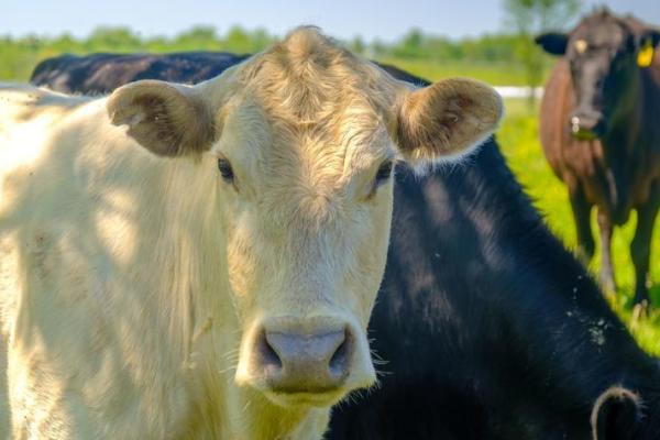 cattle