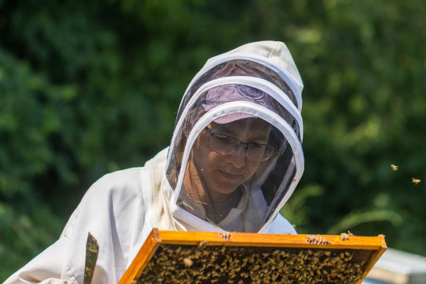 Clare Rittschof holding a section of a beehive, covered in bees