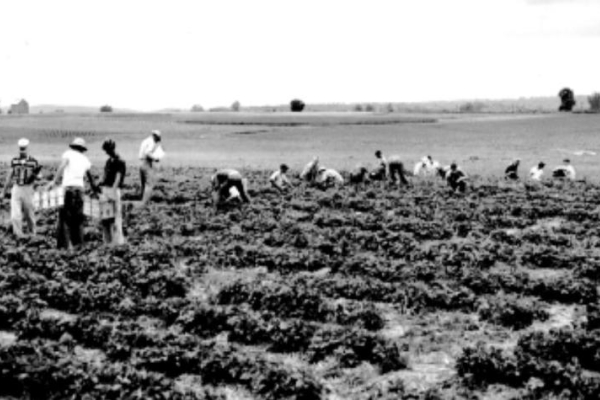 researchers in a field picking strawberries