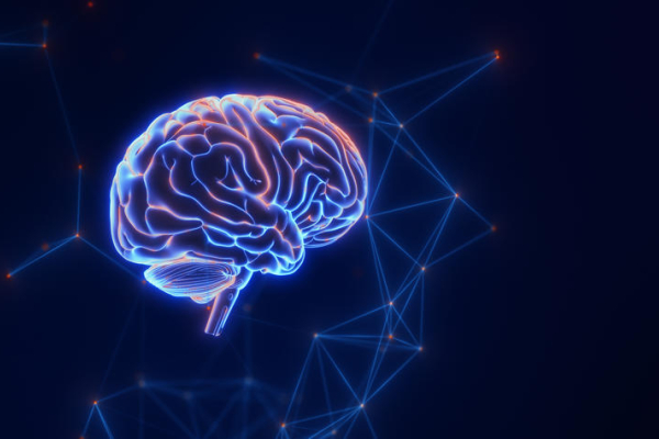 illustrated brain