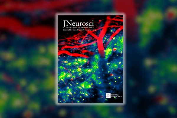 The cover of JNeurosci, depicting a two-photon image displaying interactions between astrocytes and cerebral blood vessels in the barrel cortex of an awake mouse. 