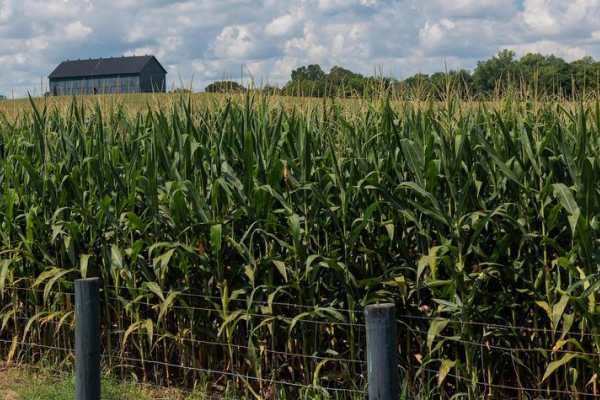 cornfields with barn in the background