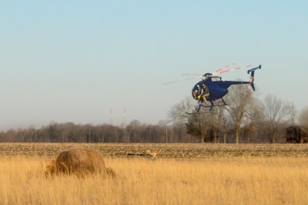a helicopter flies low over a deer in a rural field