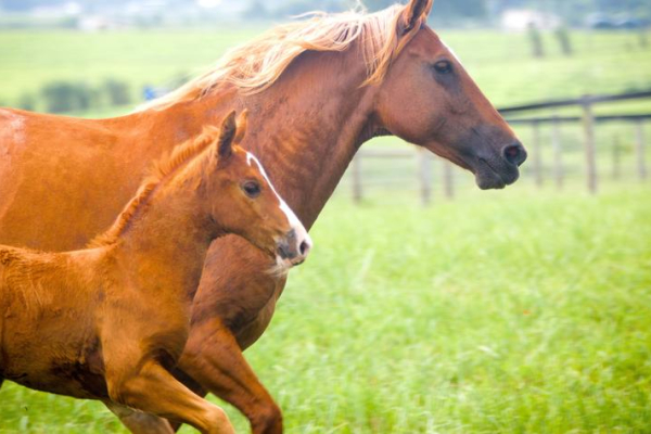 a mature horse and foal run through a field