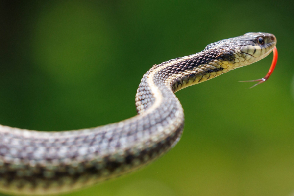 snake