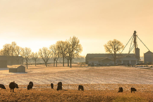 cows grazing in a field with a barn in the background