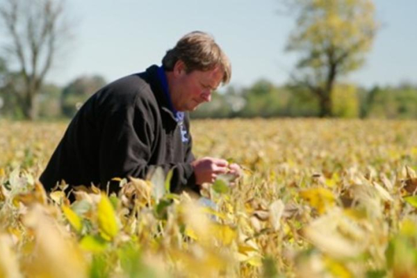 Carl Bradley kneels in a golden field to examine soybean crops